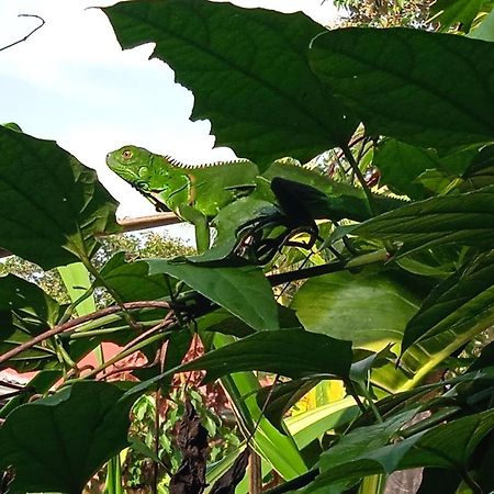 Hotel La Casona De Tortuguero Zewnętrze zdjęcie