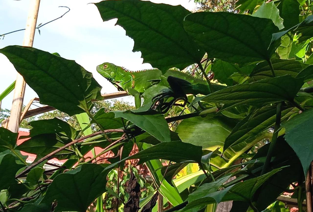 Hotel La Casona De Tortuguero Zewnętrze zdjęcie